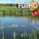 Lake with Thickets of Reeds in a Summer Sunny Day - VideoHive Item for Sale