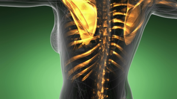 Human Body with Visible Skeletal Bones alt