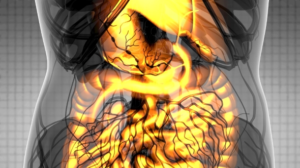 Human Body with Visible Digestive System alt