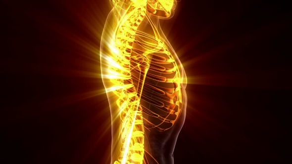 Human Body with Visible Skeletal Bones alt