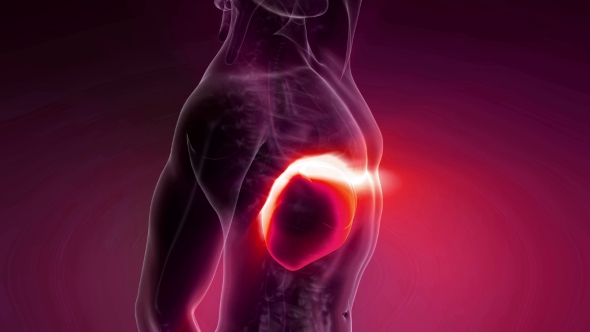 Anatomy Scan of Human Liver alt