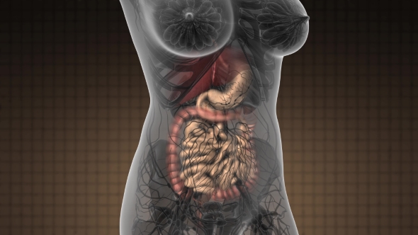 Human Body with Visible Digestive System alt