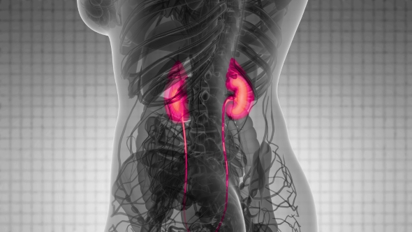 Anatomy Scan of Human Kidneys