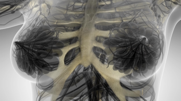 Human Body with Visible Skeletal Bones alt