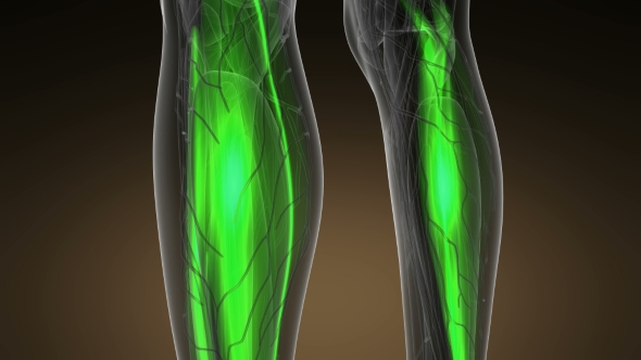 Human Muscle Anatomy alt