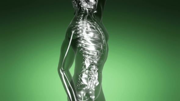 Human Body with Visible Skeletal Bones alt