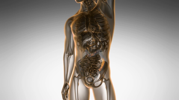 Anatomy Scan of Human Colon alt