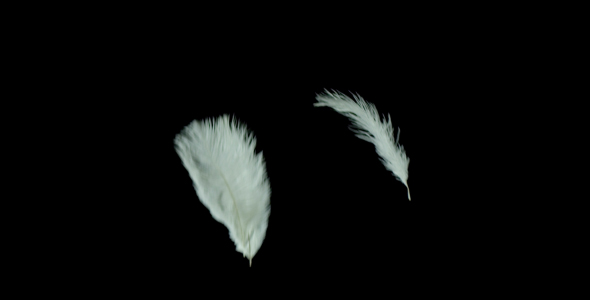 Feathers 21