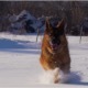Dog, German Shepherd Running in the Snow - VideoHive Item for Sale