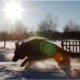 Dog, German Shepherd Running in the Snow - VideoHive Item for Sale