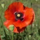 Red Poppy Flowers on a Sunny Day - VideoHive Item for Sale