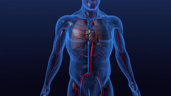 The heart pumps blood to and from all parts of the body through blood vessels