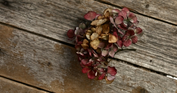 Dead Flower on Board