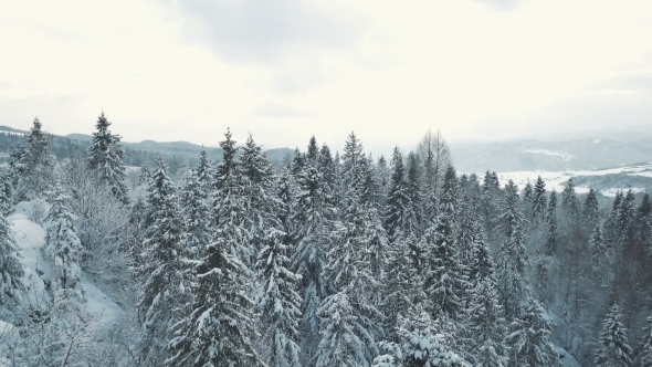 Winter in Carpathian Mountains