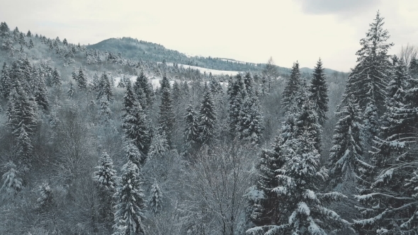 Aerial View of a Winter Forest. Tustan Carpathians
