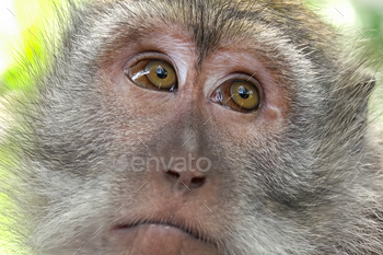 ue’s muzzle against green leaves on background. Monkey looking around. Wild nature of Bali, Indonesia
