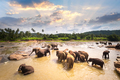 Group of Asian elephants at tropical river. Sri Lanka  - PhotoDune Item for Sale