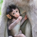 Close-up of a cute baby monkey - PhotoDune Item for Sale