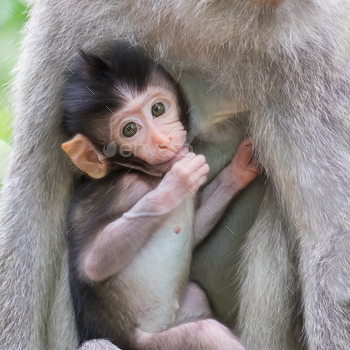 ther’s breast and looking around. Animal parenting concept. Bali, Indonesia