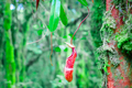 Nepenthes pitcher flower in wild jungles - PhotoDune Item for Sale