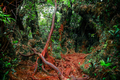 Surreal colors of fantasy landscape at mystical tropical mossy forest  - PhotoDune Item for Sale