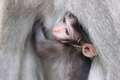 Cute baby monkey hiding and sucking mother's chest - PhotoDune Item for Sale