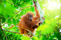 Orangutan cute baby in tropical rainforest. Sumatra, Indonesia - PhotoDune Item for Sale