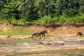 Adult and baby asian elephants crossing river - PhotoDune Item for Sale