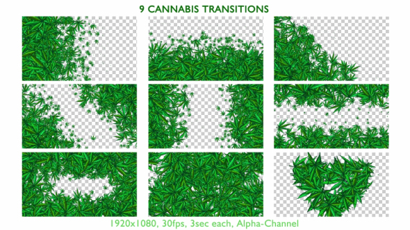 9 Cannabis Transitions