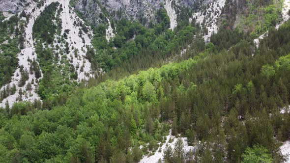 Alpine Mountains Green Trees Flowers and Meadow in Beautiful Panorama of North Albania