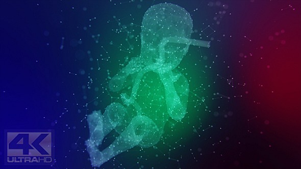 Plexus Human Fetus Silhouette Ver.9