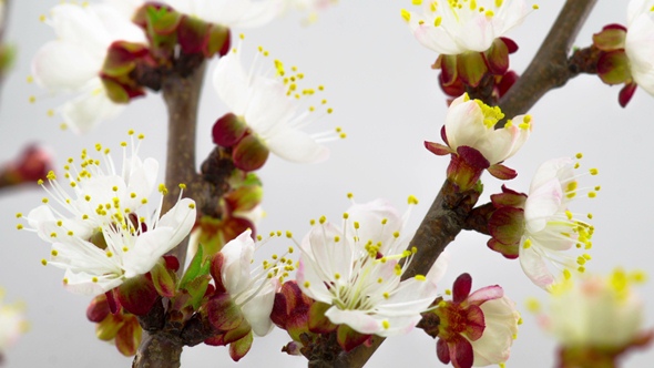 Sunny Spring Morning in Peach Garden