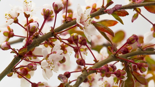 Sunny Spring Morning in Cherry Garden