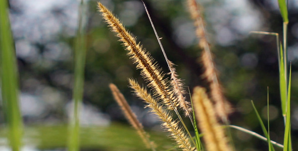 Golden Lalang Flower 