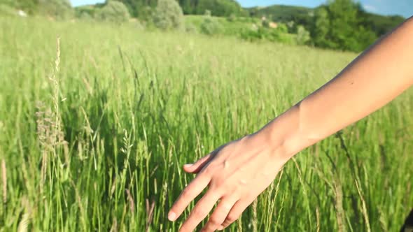 Woman walking touching long grass in field in summer on blue sky