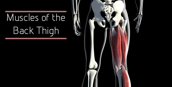Muscles Of The Back Thigh alt