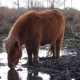 Small Brown Horse Drinking in Wild - VideoHive Item for Sale