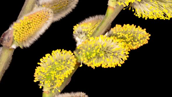 Spring Willow Opening Yellow Fluffy Buds