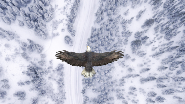 Eagle Flying Over A Snow Forest