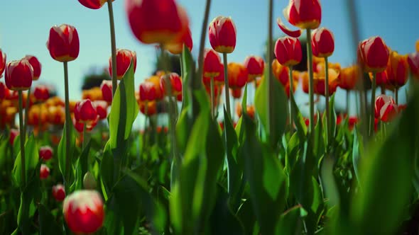 Flower Field with Fresh Green Grass and Blooming Tulips