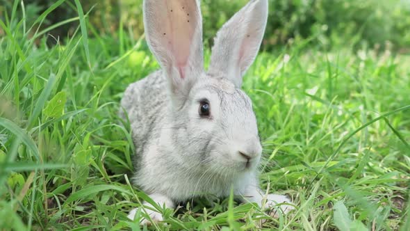 Cute Fluffy Little Bunny on a Green Meadow in Sunny Sunny Weather Closeup