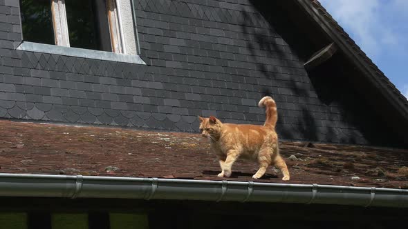 751122 Red Tabby Domestic Cat walking on Roof, Normandy, Real Time