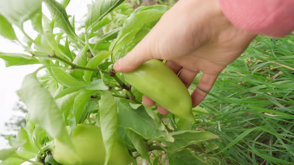 Green Pepper Harvesting Healthy Diet Food