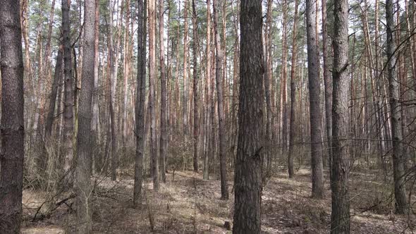 Trees in a Pine Forest During the Day Aerial View