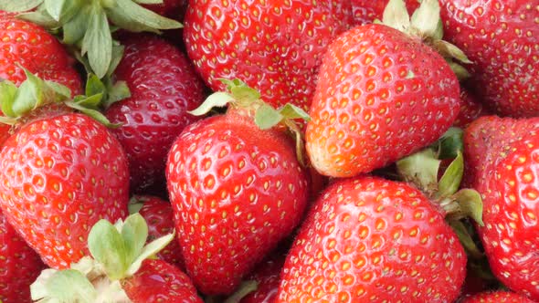 Red tasty strawberry fruit background slow tilting 4K 2160p UltraHD footage - Fragaria ananassa slow