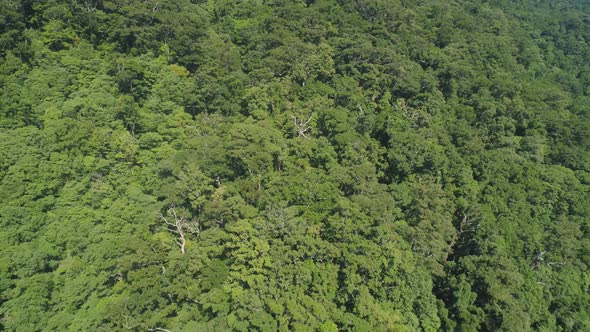 View of Mountain Landscape with Rainforest