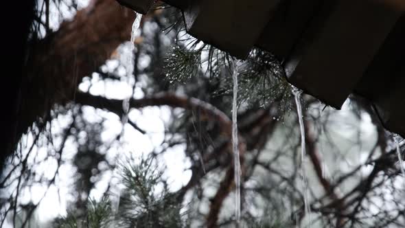 Drops of Rainwater Flow Down From the Roof and Fall Near Pine Forest Slow Motion