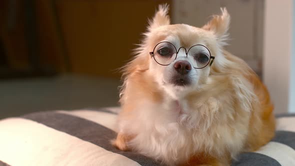 cute brown chihuahua old dog wear glasses sit relax on pillow with little bark annoying face express