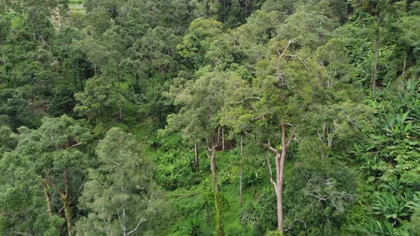 Aerial view plantation durian