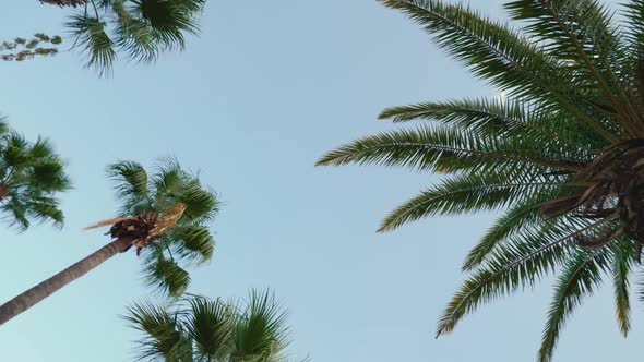 Low Angle View of Palm Trees